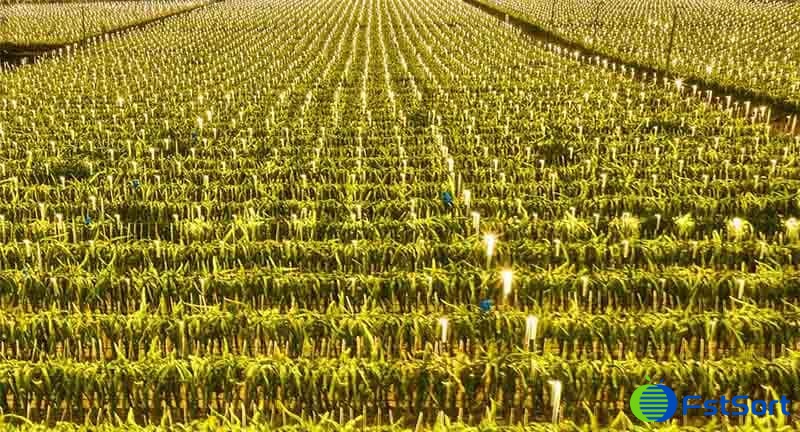 images/1716276287600dragon fruits.jpg